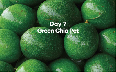 Day 7 Green Chia Pet