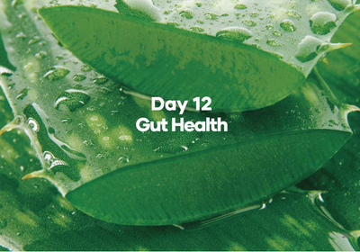 Day 12 Gut Health