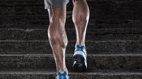 CALVES